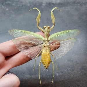 May include: A preserved praying mantis with green wings and a yellow abdomen. The mantis is displayed with its wings spread out.