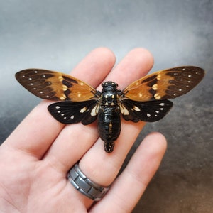 May include: A black and brown cicada insect with translucent wings held in a hand. The insect has black spots on its wings and a black body.