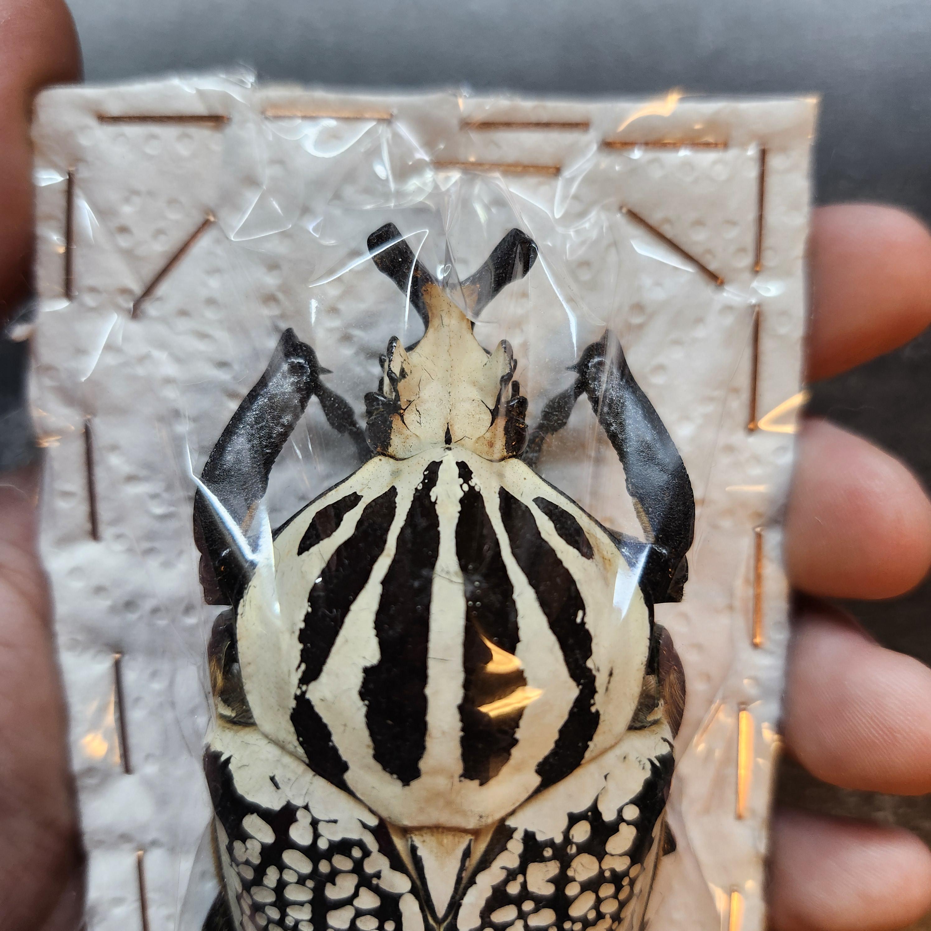 Real Goliath Beetle Dried Insect Specimen Huge 85mm Goliathus