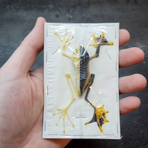 Real Flying Tree Frog Half Skeleton (Male) Specimen Rhacophorus Reinwardtii Dried Natural Bone Skull Science Biology Craft-Ready Art