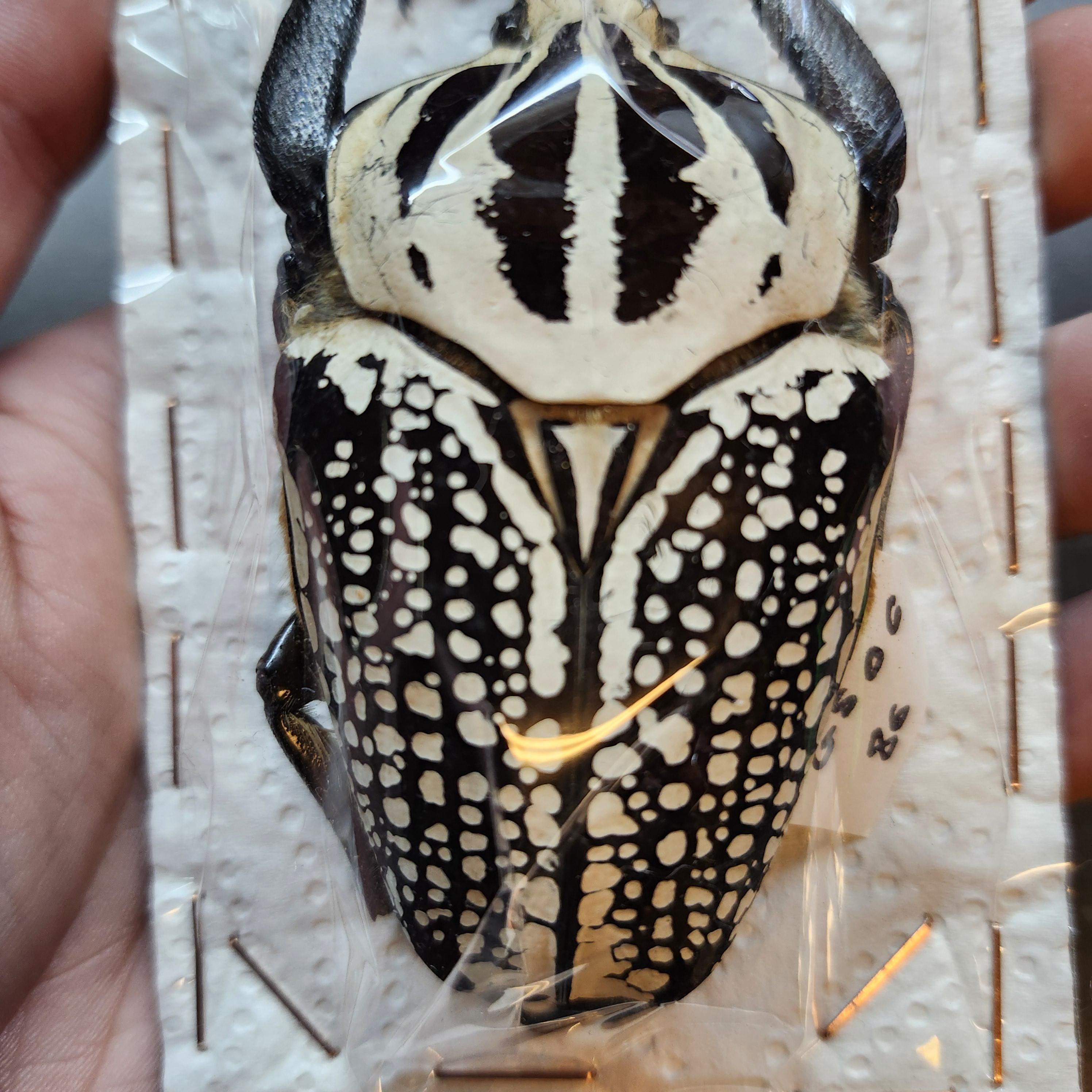 Real Goliath Beetle Dried Insect Specimen Huge 86mm Goliathus