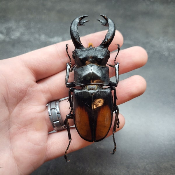 Huge Fighting Stag Beetle 80mm+ Big Real Insect Bug Large Scarab Pincer Taxidermy Craft-Ready Specimen Entomology Educational Unspread