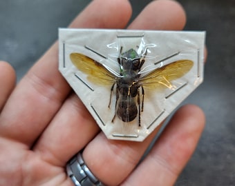 Rare: (1) Yellow Vented Hornet Vespa Analis Big Spread Real Insect