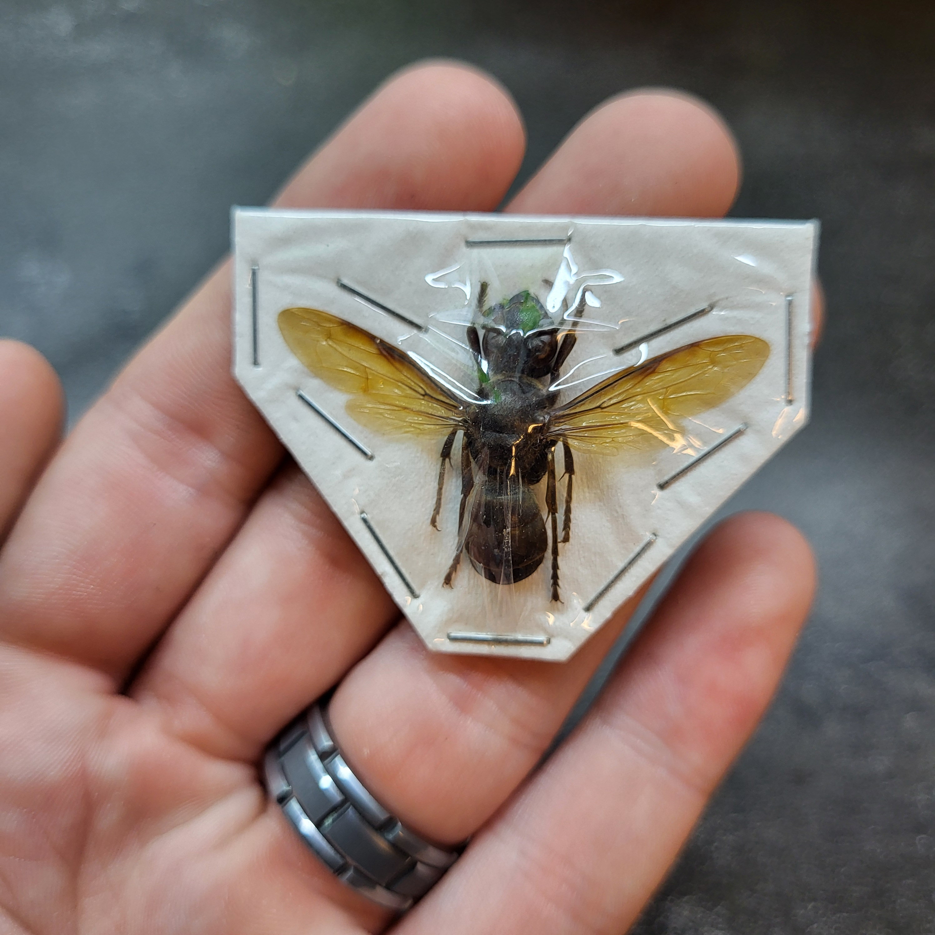 Rare: (1) Yellow Vented Hornet Vespa Analis Big Spread Real Insect