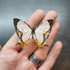 May include: A butterfly with white wings, black edges, and yellow accents is displayed. The butterfly's wings are open, showcasing intricate patterns. The butterfly is resting on a hand, with a silver ring visible.