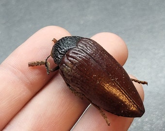 May include: A close-up of a brown and black beetle with long antennae. The beetle is sitting on a person's finger.