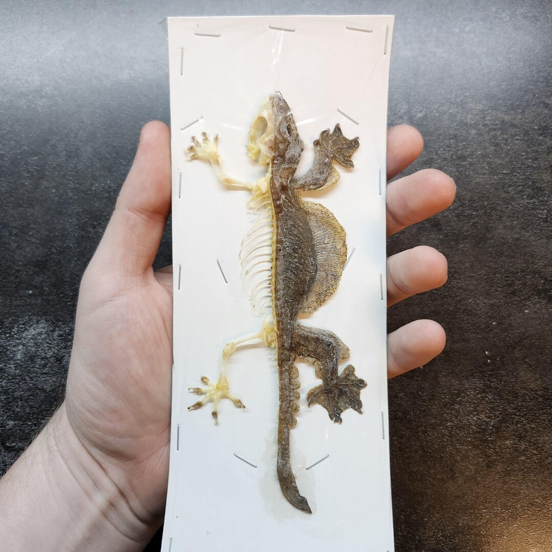 Flying Gecko Lizard Winged Big Real Reptile Insect Bug Taxidermy Craft ...
