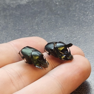 標本 Dungbeetles pair Dung Beetle Specimens - Etsy