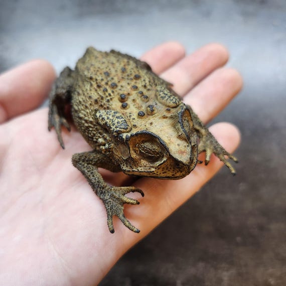 Real Javan Sunda Toad Frog Mummified Dried Specimen Asian Science
