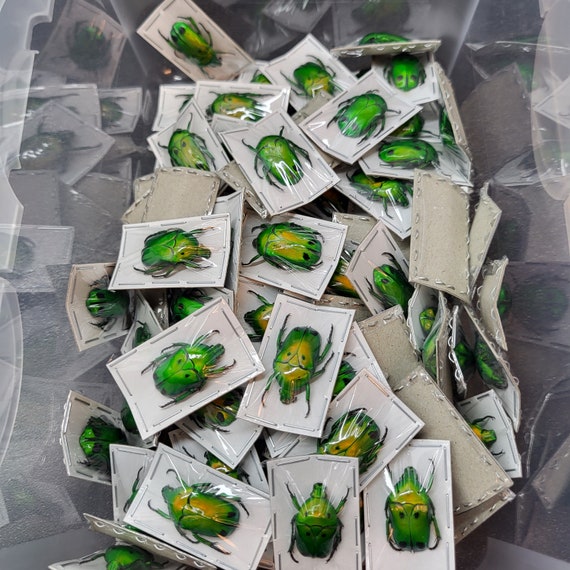 Green Domino Flower Beetle (unspread) Spots Real Insect Chafer
