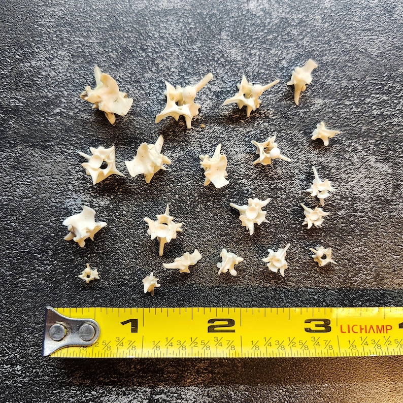 May include: A collection of small, off-white bone vertebrae scattered on a dark surface. A yellow measuring tape shows the bones are approximately 1 to 3 inches in length. The bones have a spiky, irregular shape.