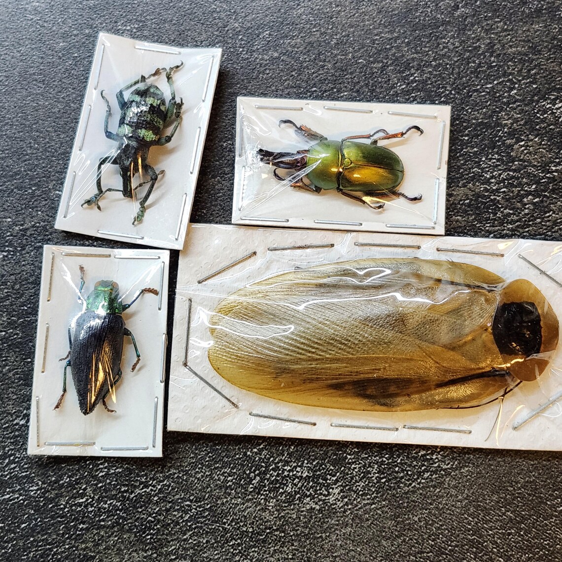 Premium Mixed Bugs Assorted Insect Dried Specimen Beetle 1, 5, 10, 25 ...