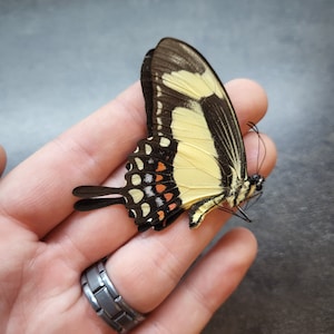 May include: A yellow and black butterfly with orange and white markings on its wings. The butterfly is held in a person's hand.