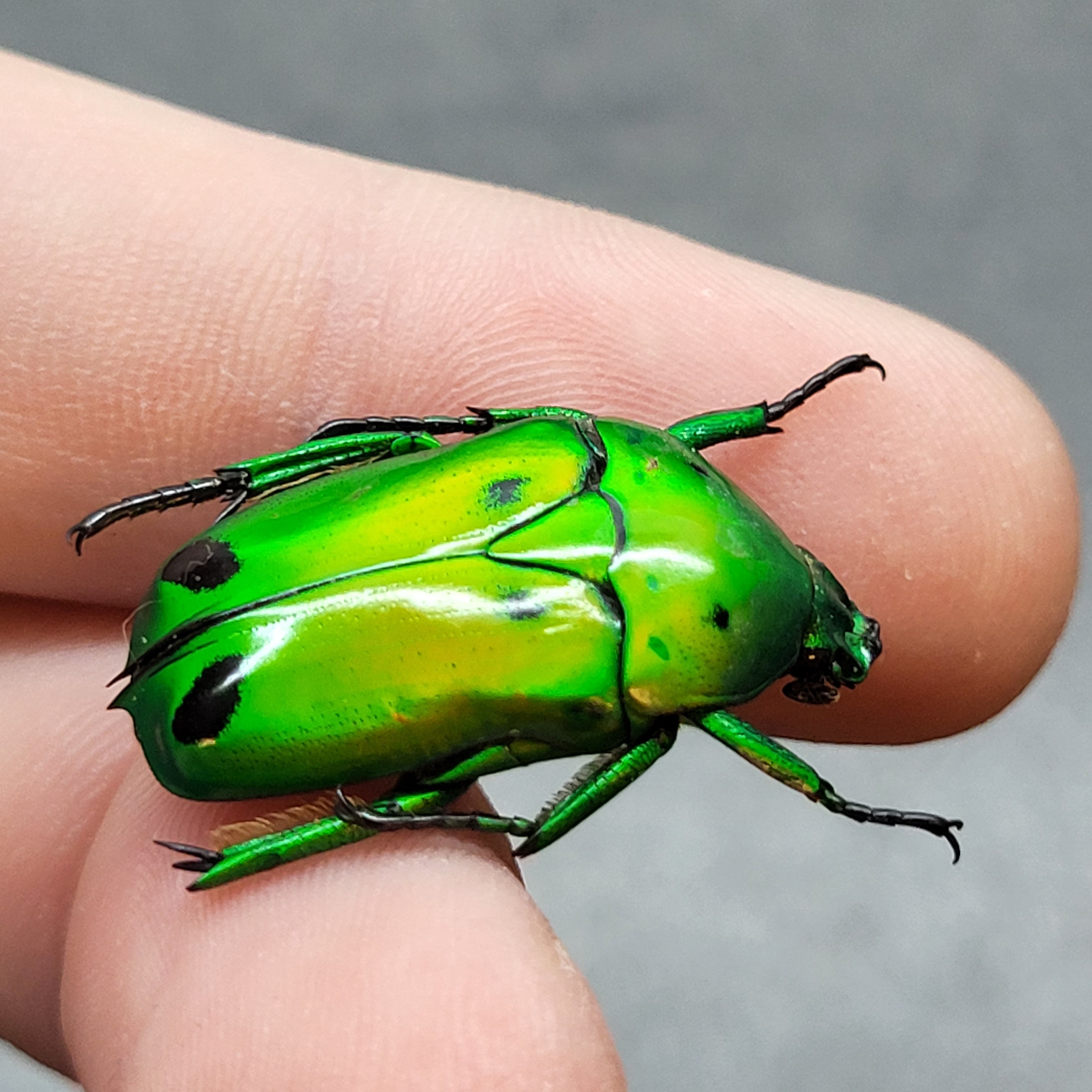 HELLOS Beetle TARP Chacoal greenカラー Green Domino Flower Beetle (unspread) Spots Real Insect Chafer