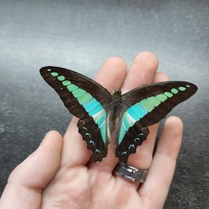 May include: A black and blue butterfly with turquoise and green markings on its wings. The butterfly is perched on a hand.