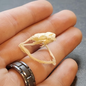 Real White Lipped Tree Pit Viper Snake Skull Trimeresurus Albolabris Real Bone Art Specimen Skeleton Science Articulated Biology