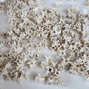 May include: A collection of small, off-white vertebrae scattered across a white surface. The bones have a detailed, textured appearance, with various shapes and sizes. The lighting highlights the intricate structures of the bones, creating a visually interesting pattern.