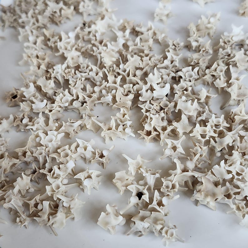 May include: A collection of small, off-white vertebrae scattered across a white surface. The bones have a detailed, textured appearance, with various shapes and sizes. The lighting highlights the intricate structures of the bones, creating a visually interesting pattern.