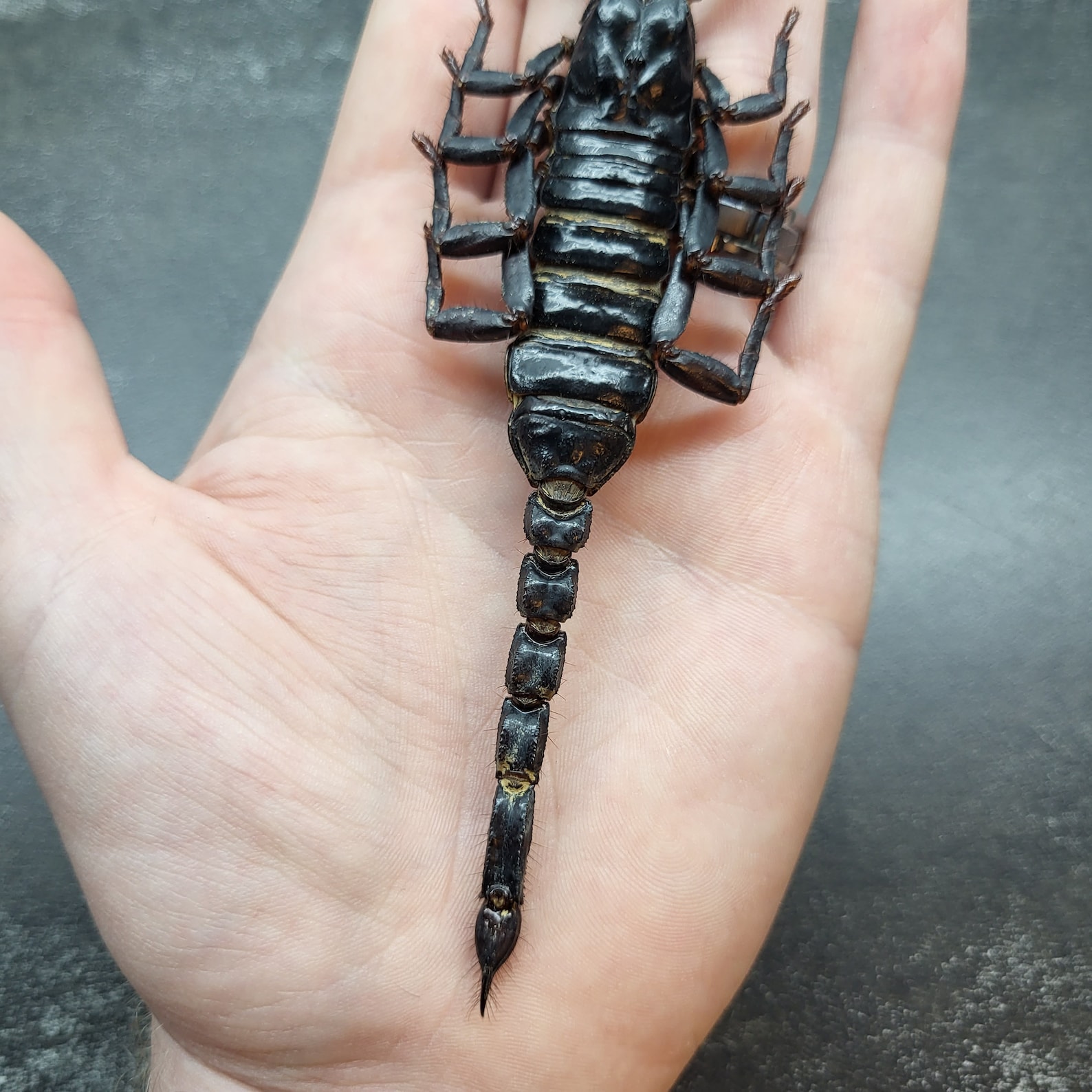 Big Scorpio Insect Large Black Desert Scorpion Big Real Insect Bug Taxidermy Craft-ready ...