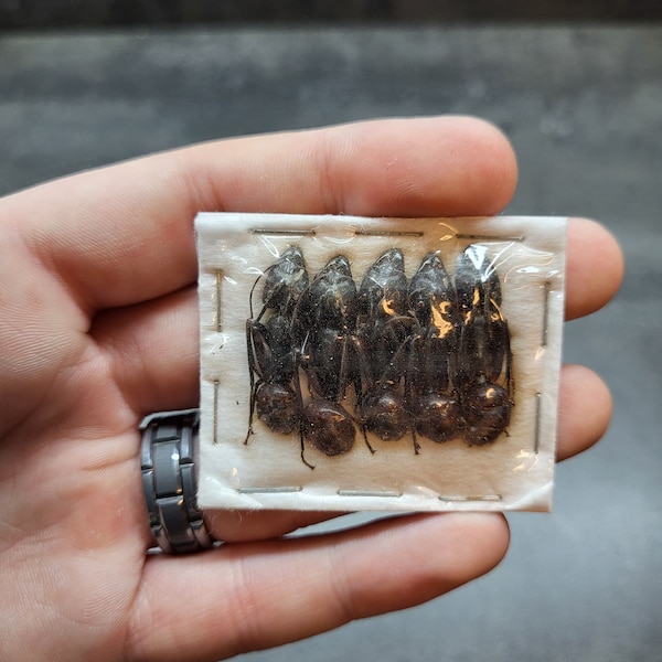 Real Insect Camponotus Gigas Giant Black Soldier Ant (1) Pack of 5pc Lot Big Bug Taxidermy Craft-Ready Specimen Art Entomology
