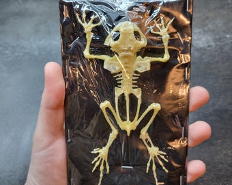 May include: A yellow plastic frog skeleton model displayed on a black background. The skeleton is detailed and shows the bones of the frog's body.