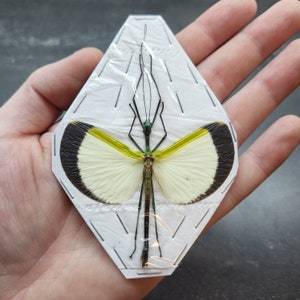 May include: A preserved stick insect with white and yellow wings and black markings. The insect is mounted on a white background with a diamond shape.