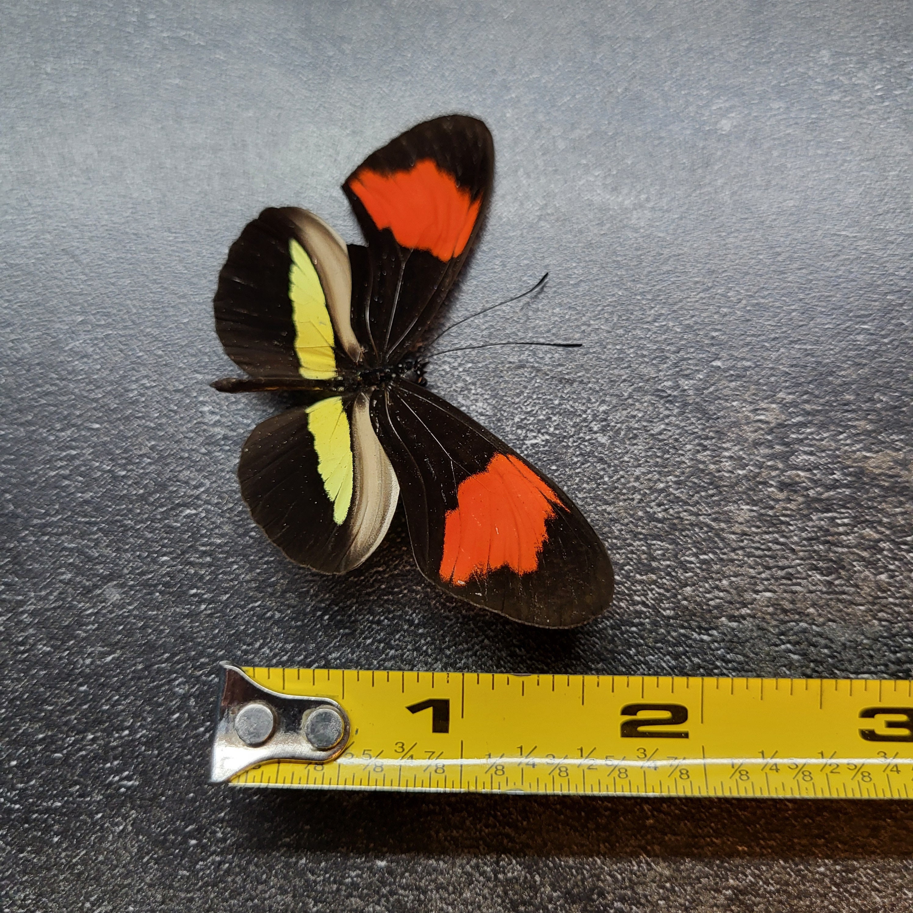 Postman Insect RARE: the Postman Butterfly *UNSPREAD* Heliconius Melpomene Amarylli ...