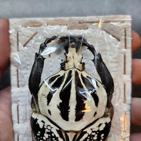 Real Goliath Beetle Dried Insect Specimen Huge 86mm Goliathus