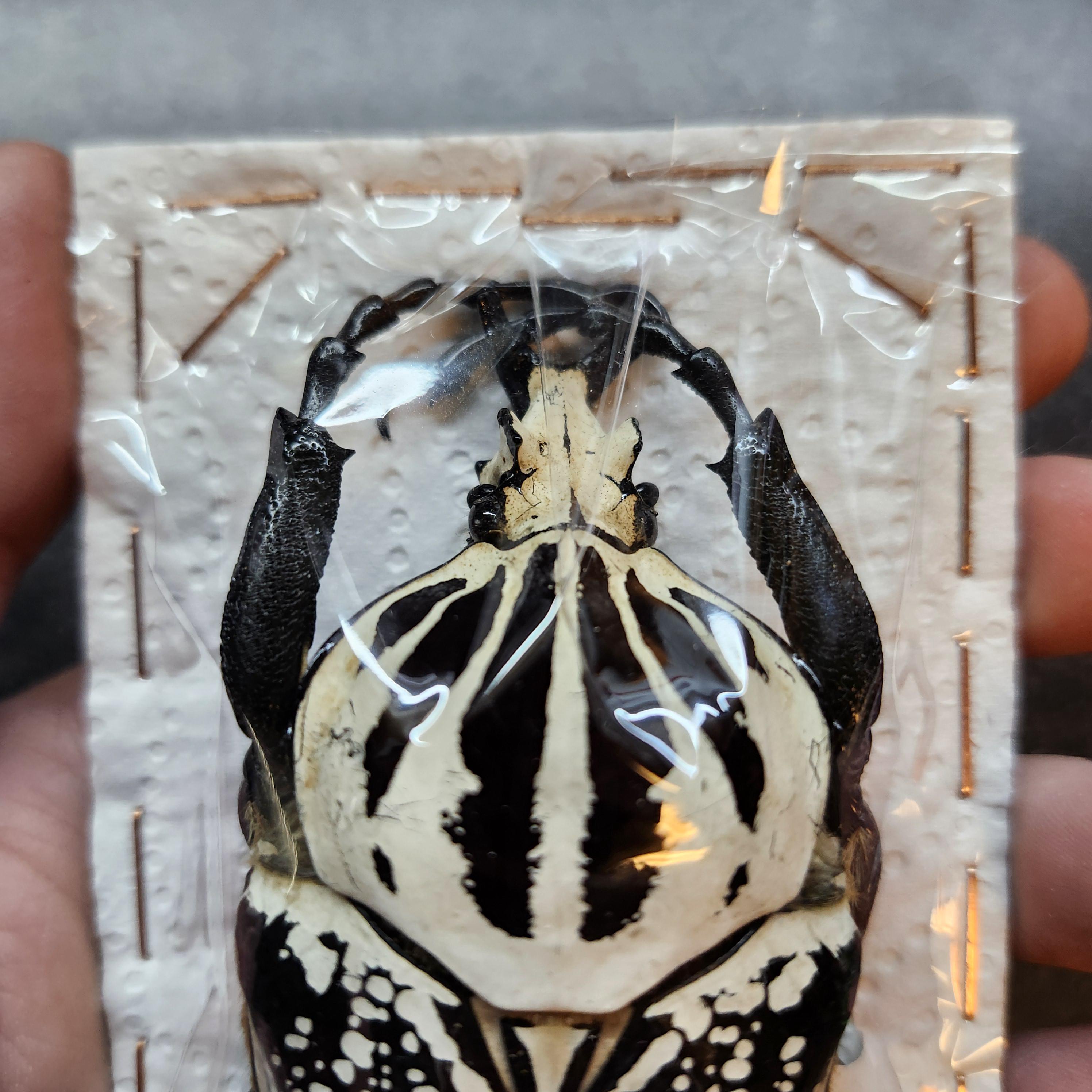 Real Goliath Beetle Dried Insect Specimen Huge 86mm Goliathus