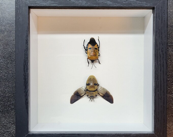 Man Face Beetle + Skull Face Shield Beetle SPREAD Framed Shadowbox ...
