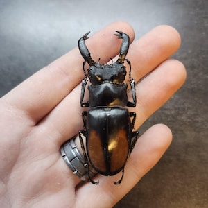 May include: A large black and brown stag beetle with long mandibles.