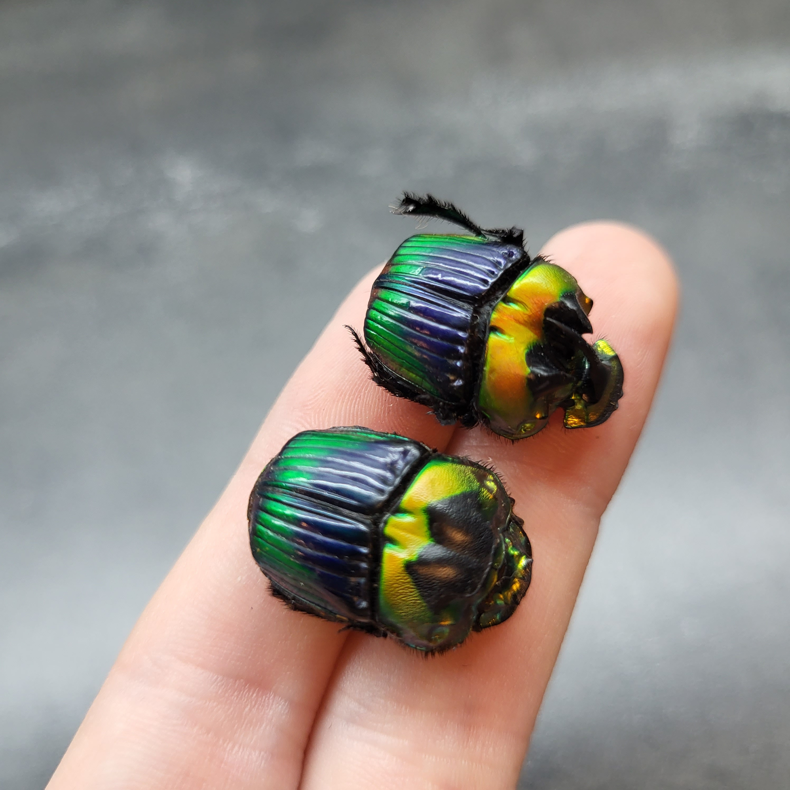 Dung Beetle Specimens - Etsy