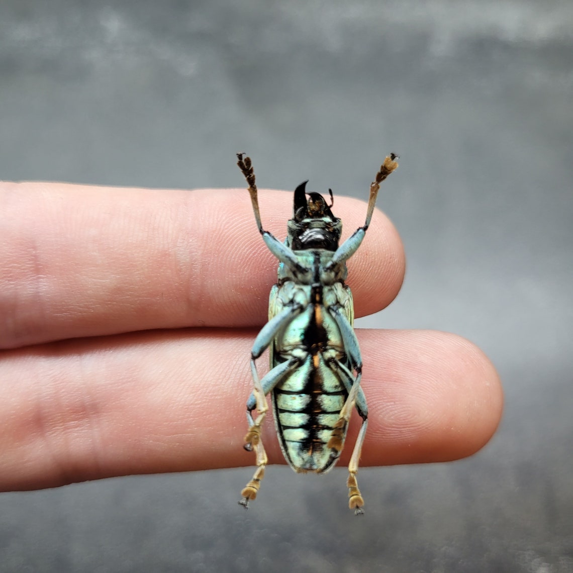 Teal Insects Gorgeous Rainbow Longhorn Beetle Real Metallic Blue Teal Insect Bug ...