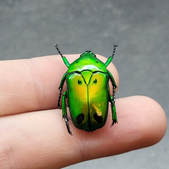 め*ま様 HELLOS Beetle Chacoal greenカラー ポールセ Green Domino Flower Beetle (unspread) Spots Real Insect Chafer