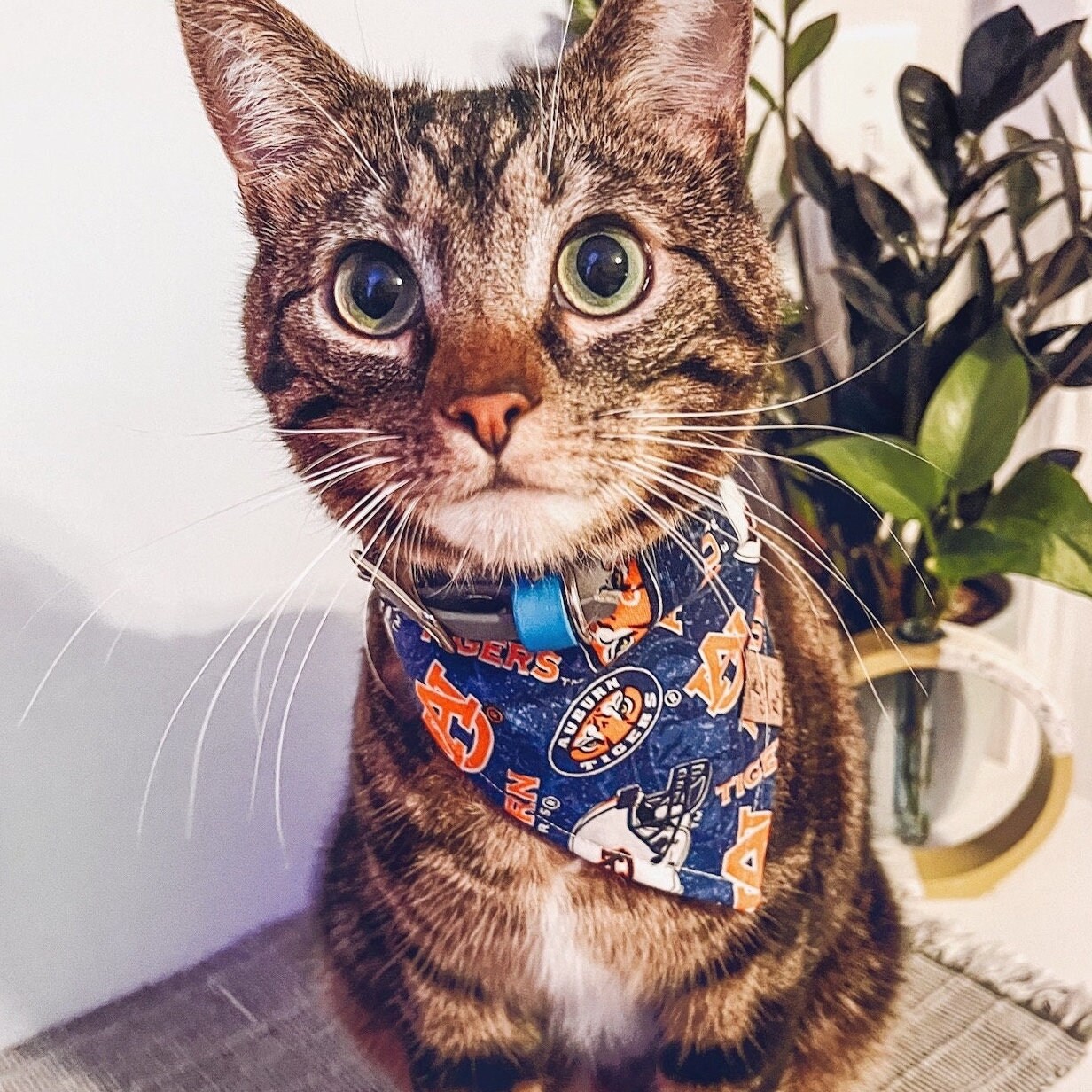 NCAA Dog Bandana - Auburn Tigers Reversible PET Bandana. 2 Sided Sports  Bandana with a Premium Embroidery Team Logo, Small/Medium. - 2 Sizes & 50  College Teams Available : : Pet Supplies