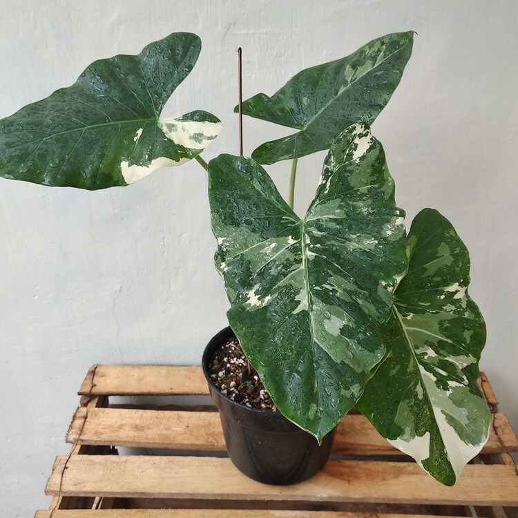 exclusive offers Alocasia Macrorrhiza Variegated Size