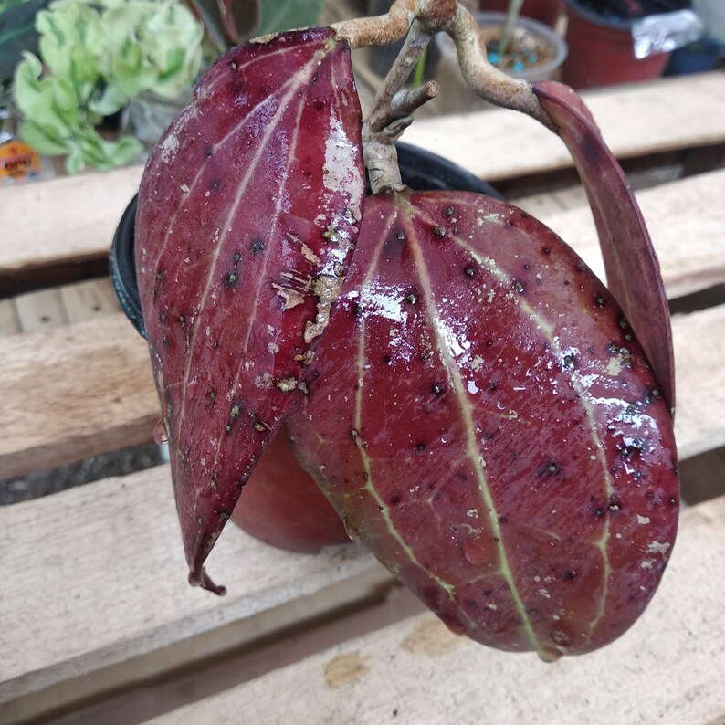 outlet on clearance Hoya Vitellina Splash Red Native