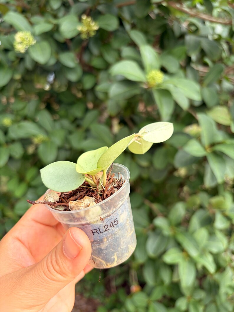 Hoya Mathilde “grey Fairy”-rooted -exact Plant - Active Growth - Etsy