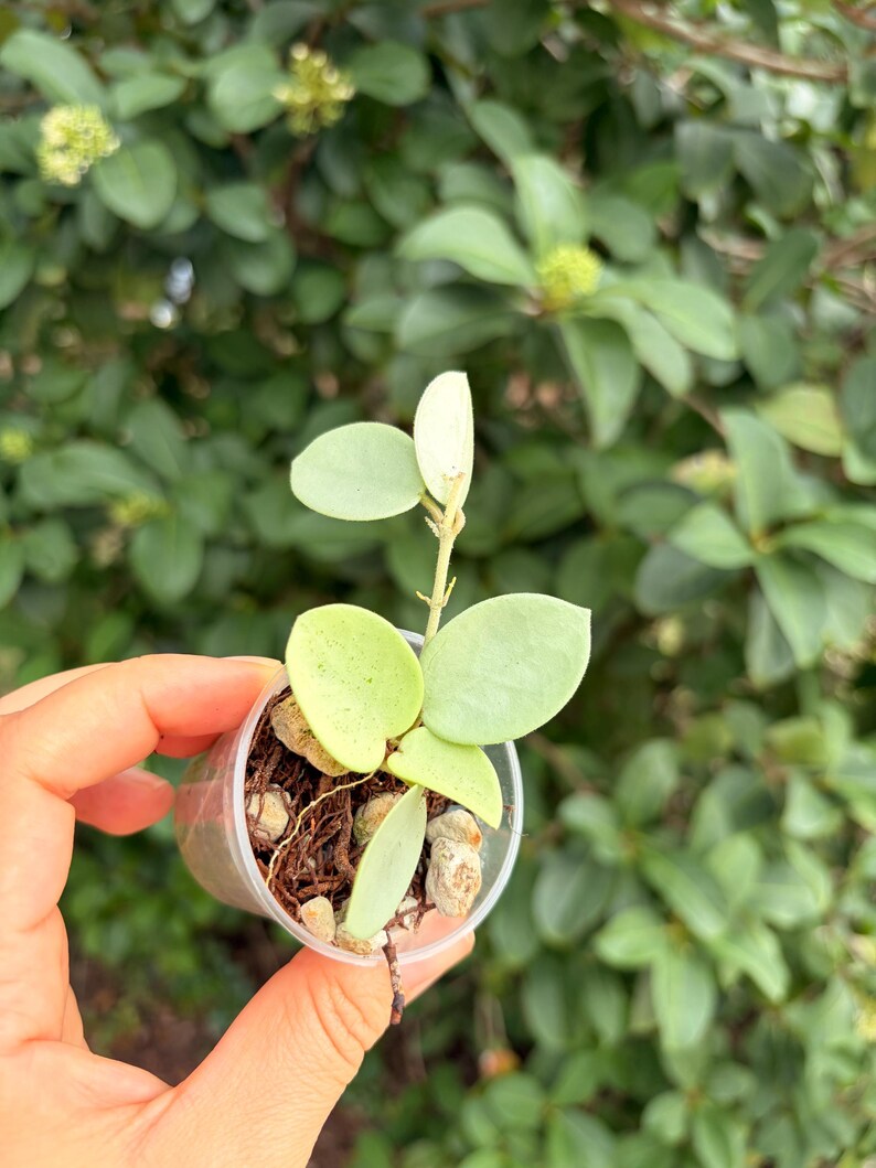 Hoya Mathilde “grey Fairy”-rooted -exact Plant - Active Growth - Etsy