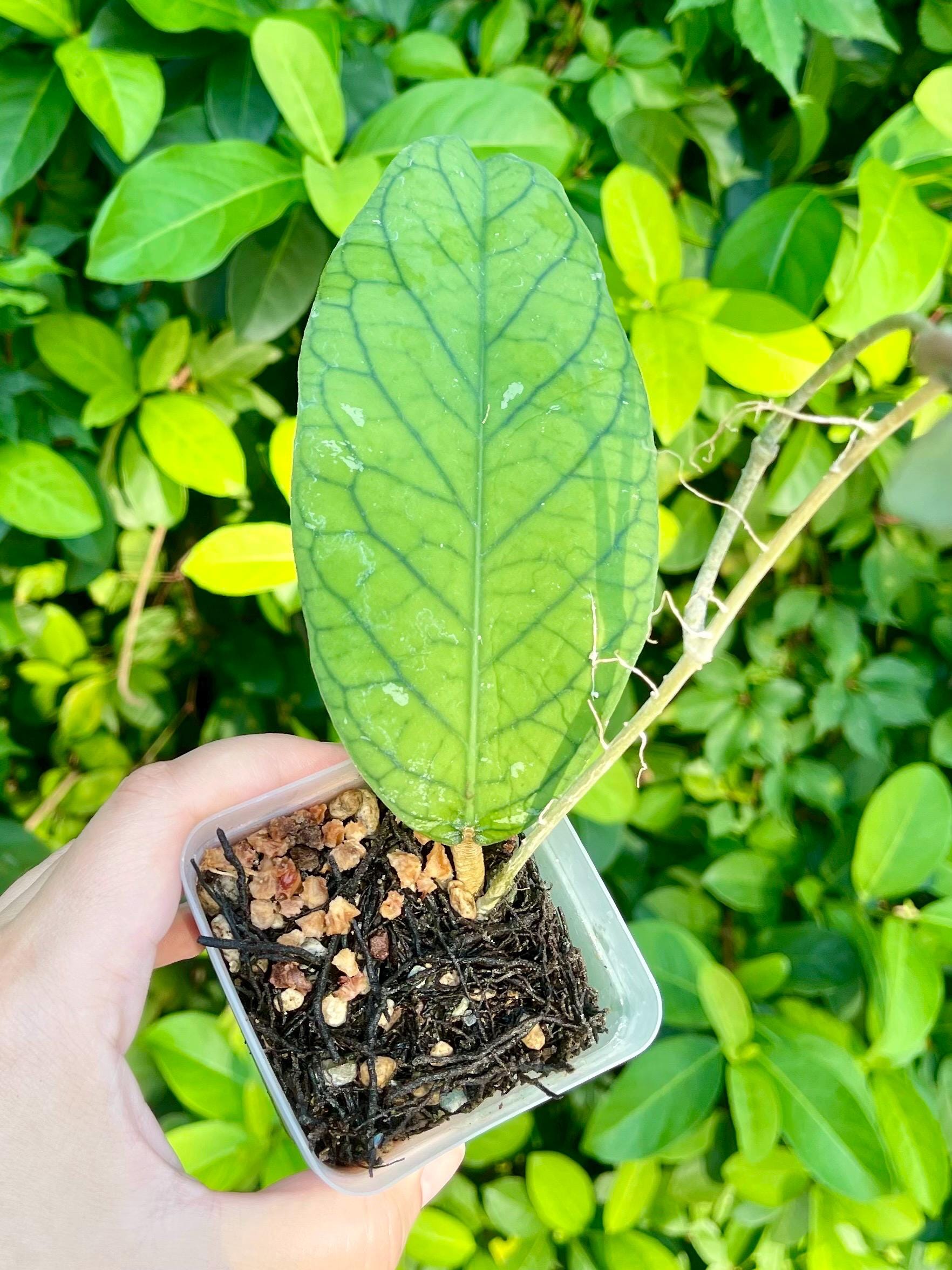 Hoya Meredithii - Etsy
