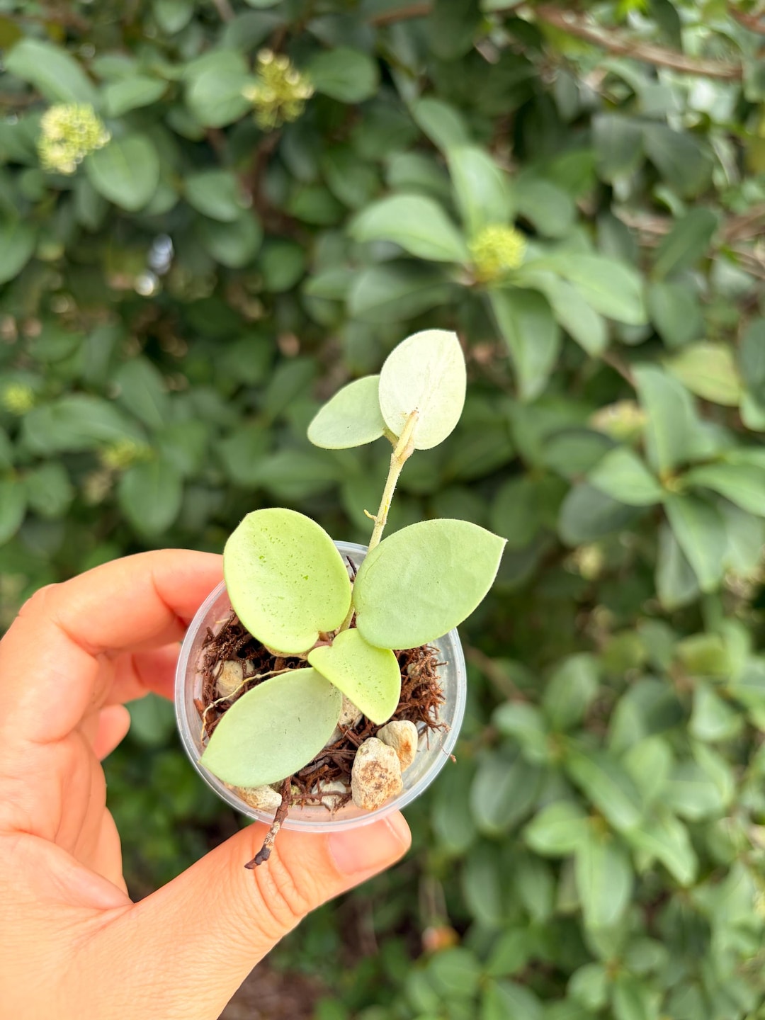Hoya Mathilde “grey Fairy”-rooted -exact Plant - Active Growth - Etsy