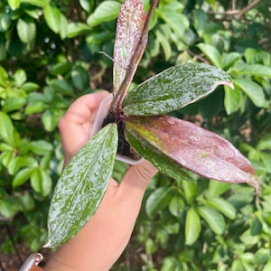 Hoya Pubicalyx Albomarginata - Etsy