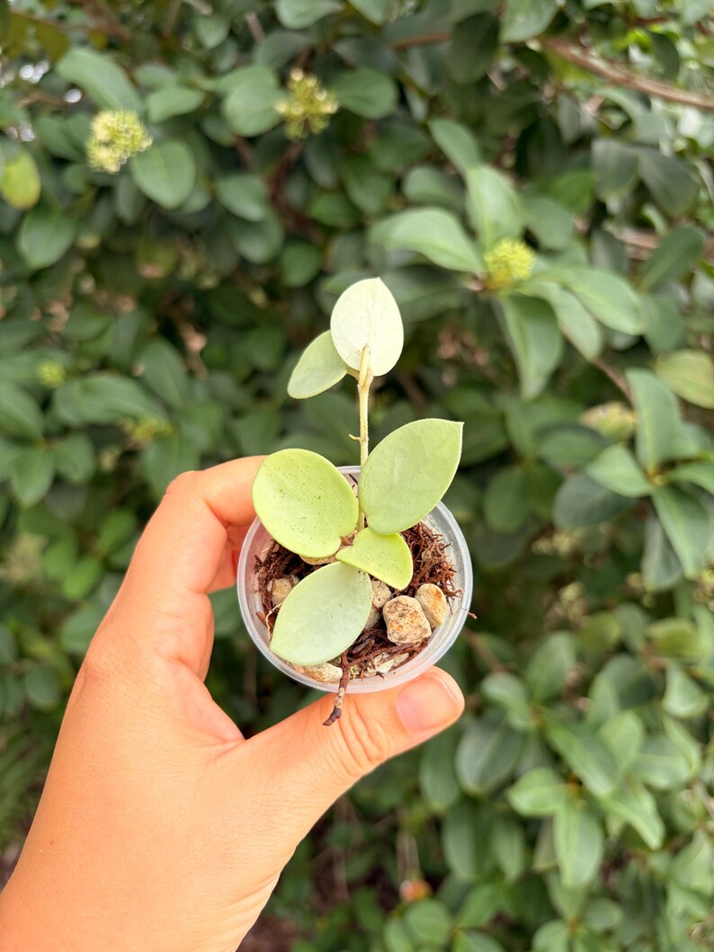 Hoya Mathilde “grey Fairy”-rooted -exact Plant - Active Growth - Etsy