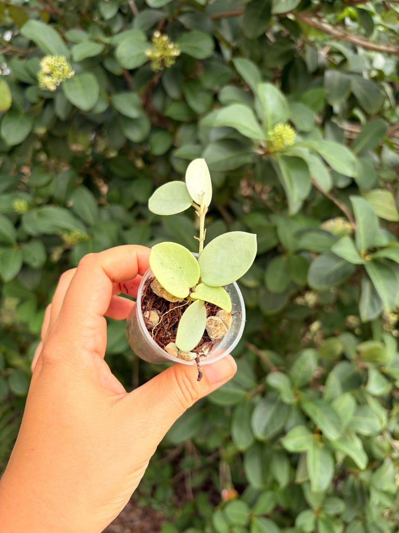 Hoya Mathilde “grey Fairy”-rooted -exact Plant - Active Growth - Etsy
