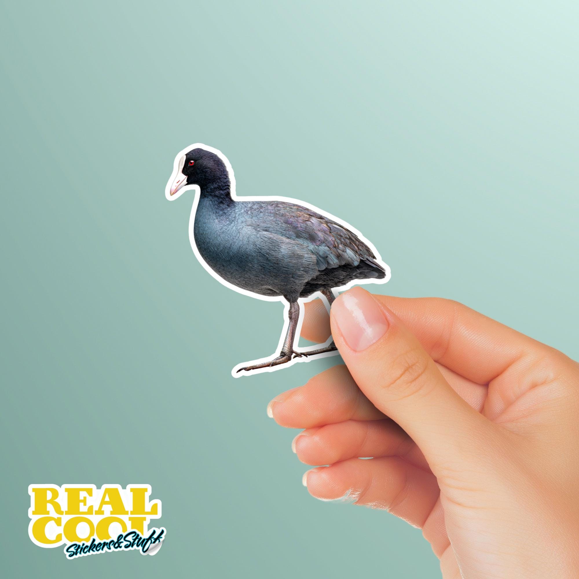 American Coot Sticker | Birding Sticker - Etsy