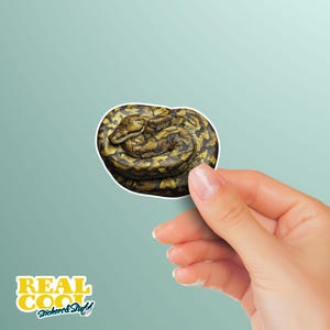Puede incluir: Una pegatina con una serpiente enroscada con un patr&oacute;n detallado de escamas marrones, amarillas y negras. La pegatina tiene un borde blanco y est&aacute; sujeta por una mano. El texto "REAL COOL Sticker & Stuff" es visible en la parte inferior.