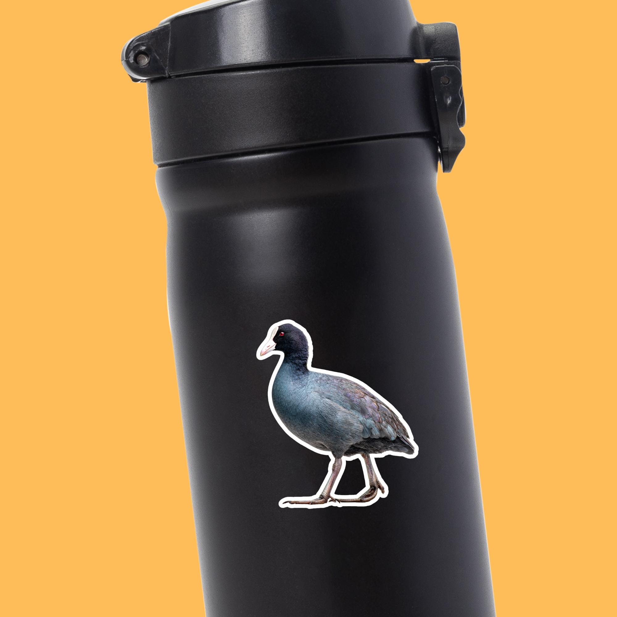 American Coot Sticker | Birding Sticker - Etsy