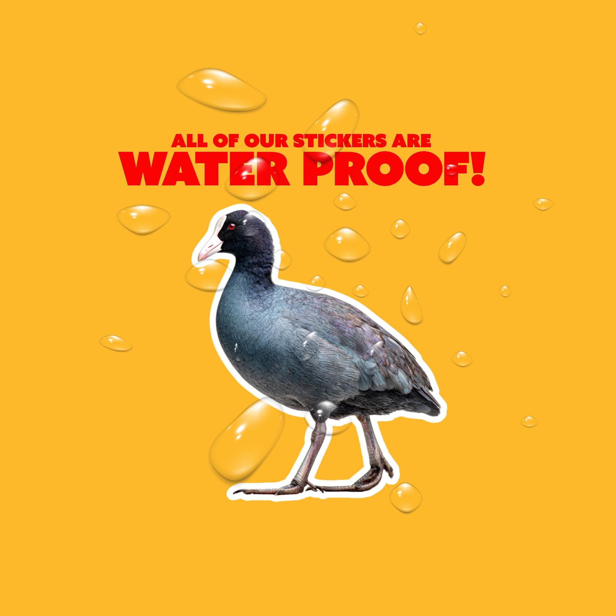 American Coot Sticker | Birding Sticker - Etsy