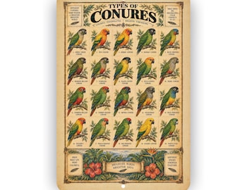 Types of Conures Vintage Sign – Colorful Parrot Species Bird Wall Decor