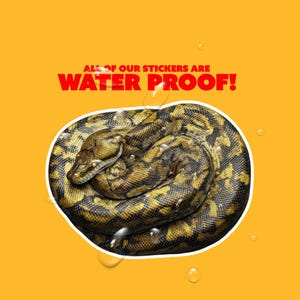 Puede incluir: Una pegatina de una serpiente enroscada con un patr&oacute;n amarillo y negro, sobre un fondo amarillo brillante. El texto rojo dice: "&iexcl;TODOS NUESTROS STICKERS SON IMPERMEABLES!"